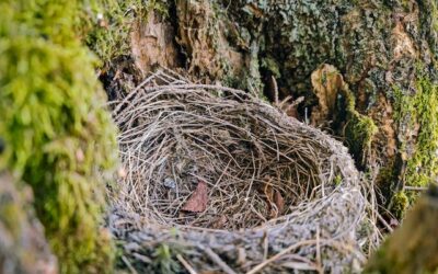Empty Nest Surprises