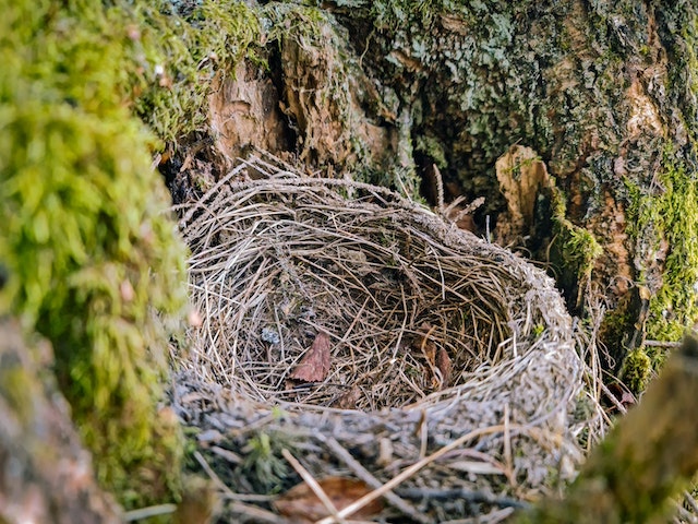 Empty Nest Surprises